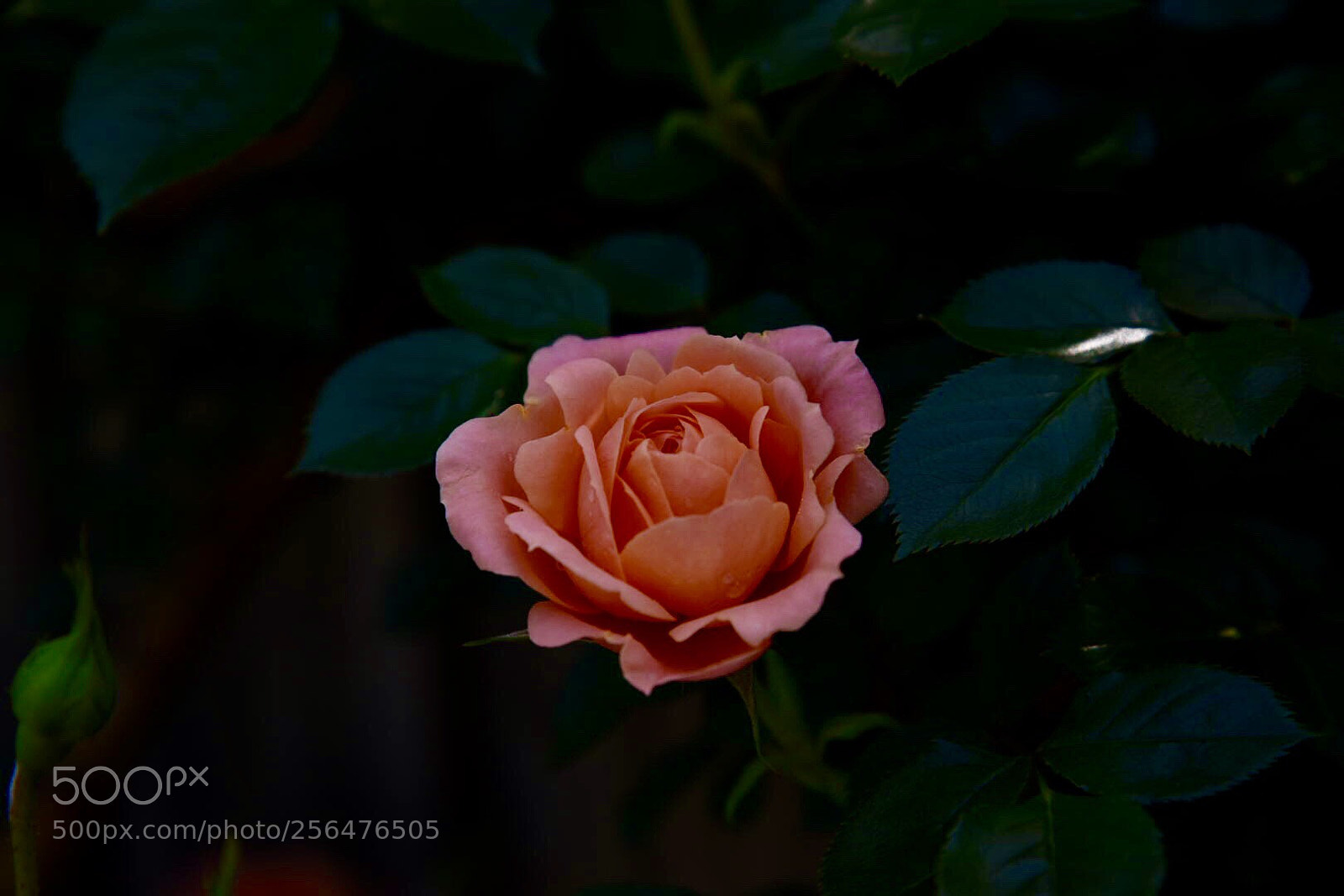Nikon D750 sample photo. Rose photography