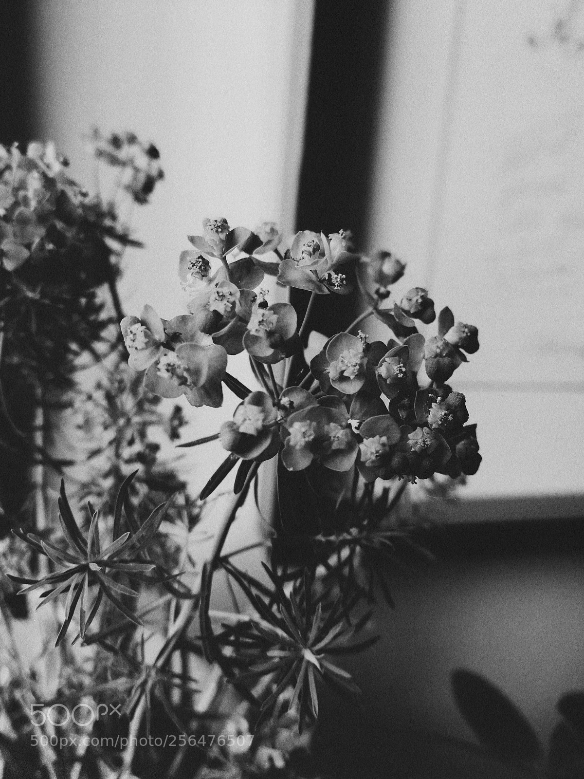HUAWEI P10 sample photo. Flower photography