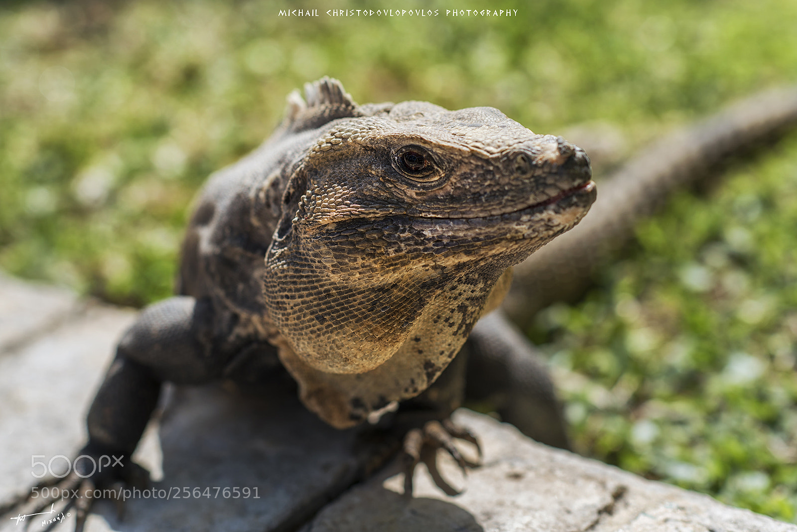 Nikon D810 sample photo. Akumal (mexico) photography