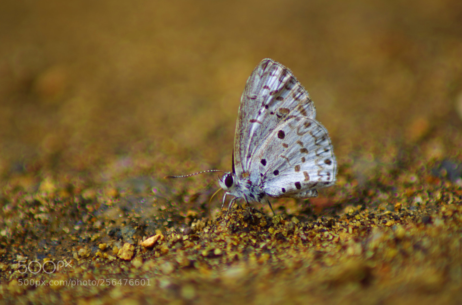 Pentax K-500 sample photo. Hedge blue ! photography
