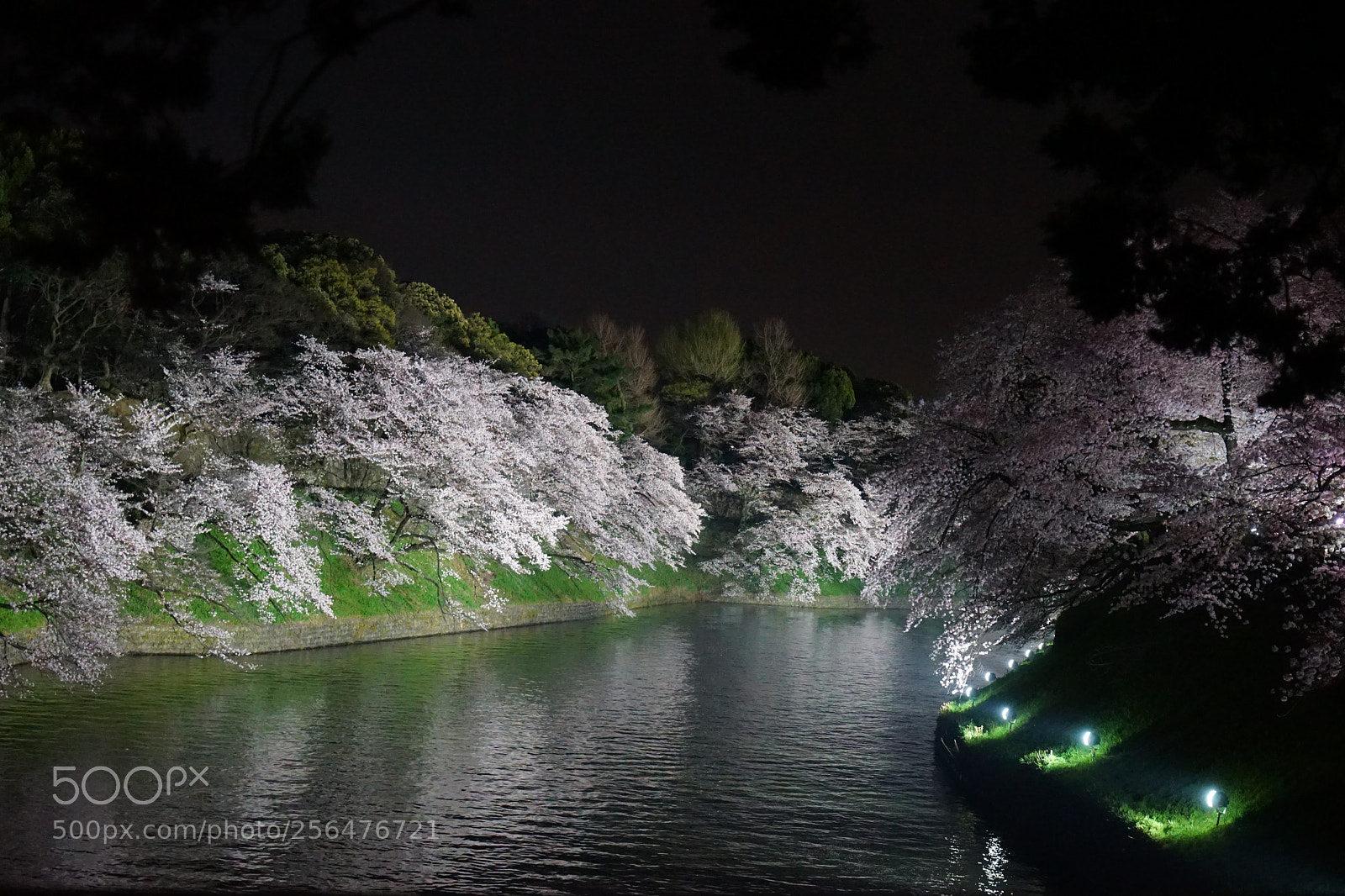 Sony a7 sample photo. Night view of sakura photography