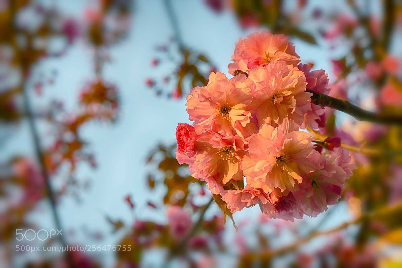 Nikon D850 sample photo. Blossom photography