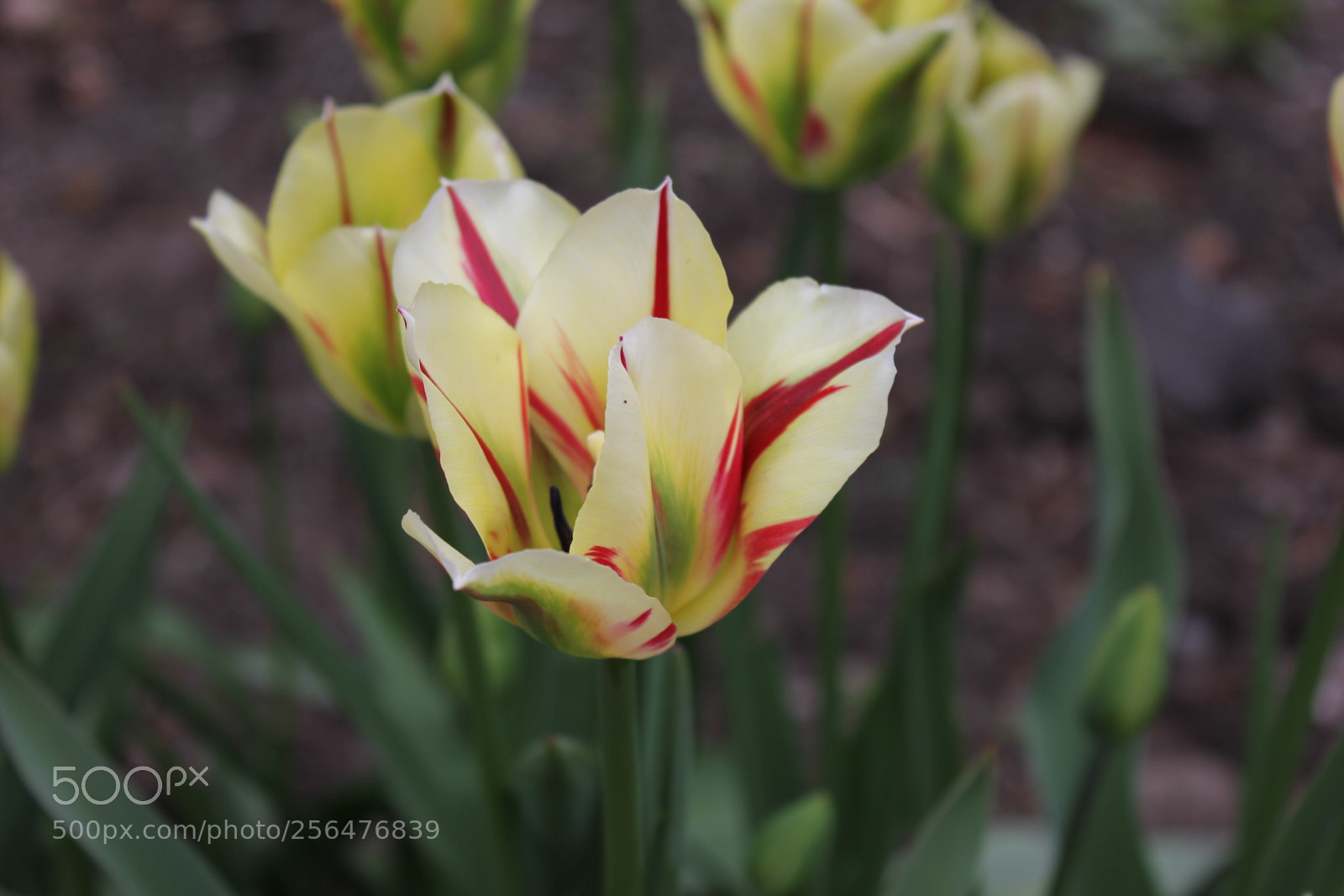 Canon EOS 550D (EOS Rebel T2i / EOS Kiss X4) sample photo. Tulips edward's gardens, toronto photography