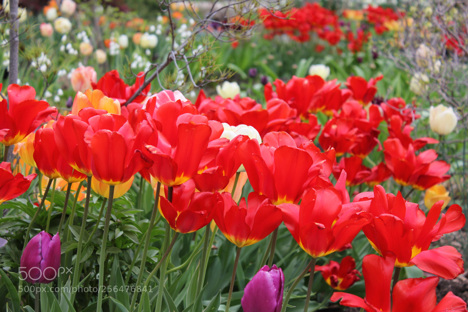 Canon EOS 550D (EOS Rebel T2i / EOS Kiss X4) sample photo. Tulips edward's gardens, toronto photography