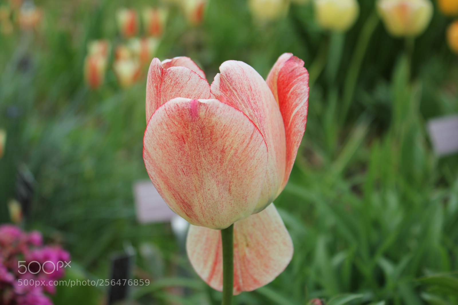 Canon EOS 550D (EOS Rebel T2i / EOS Kiss X4) sample photo. Tulips edward's gardens, toronto photography