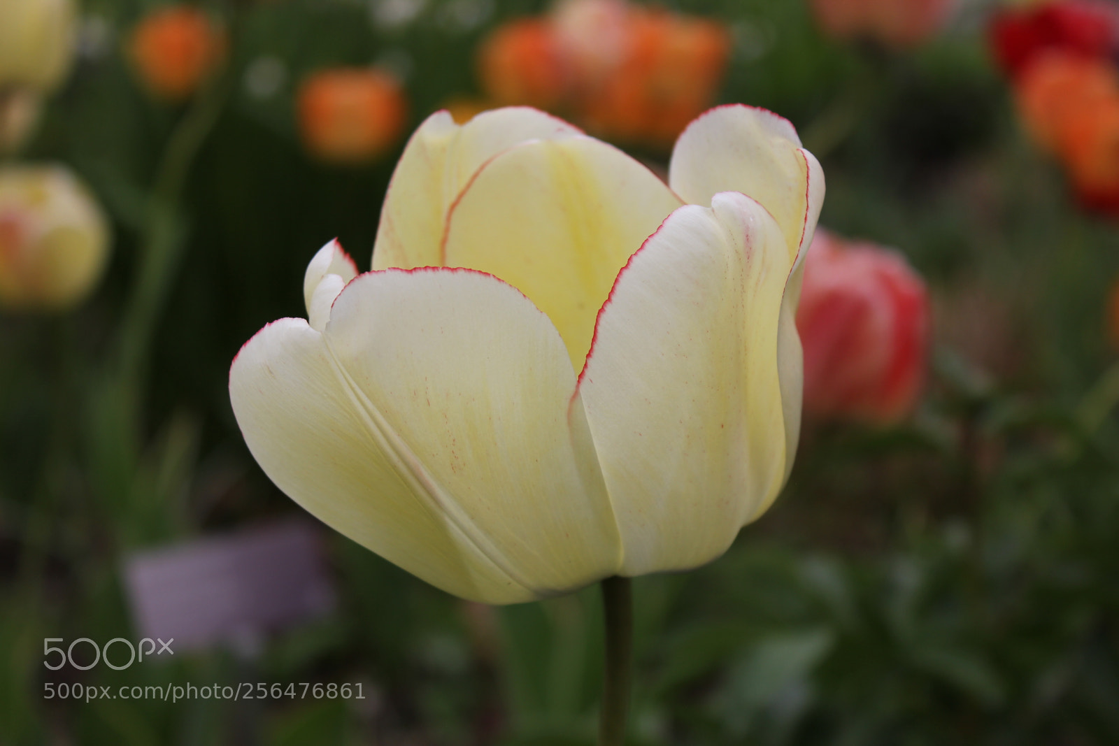 Canon EOS 550D (EOS Rebel T2i / EOS Kiss X4) sample photo. Tulips edward's gardens, toronto photography