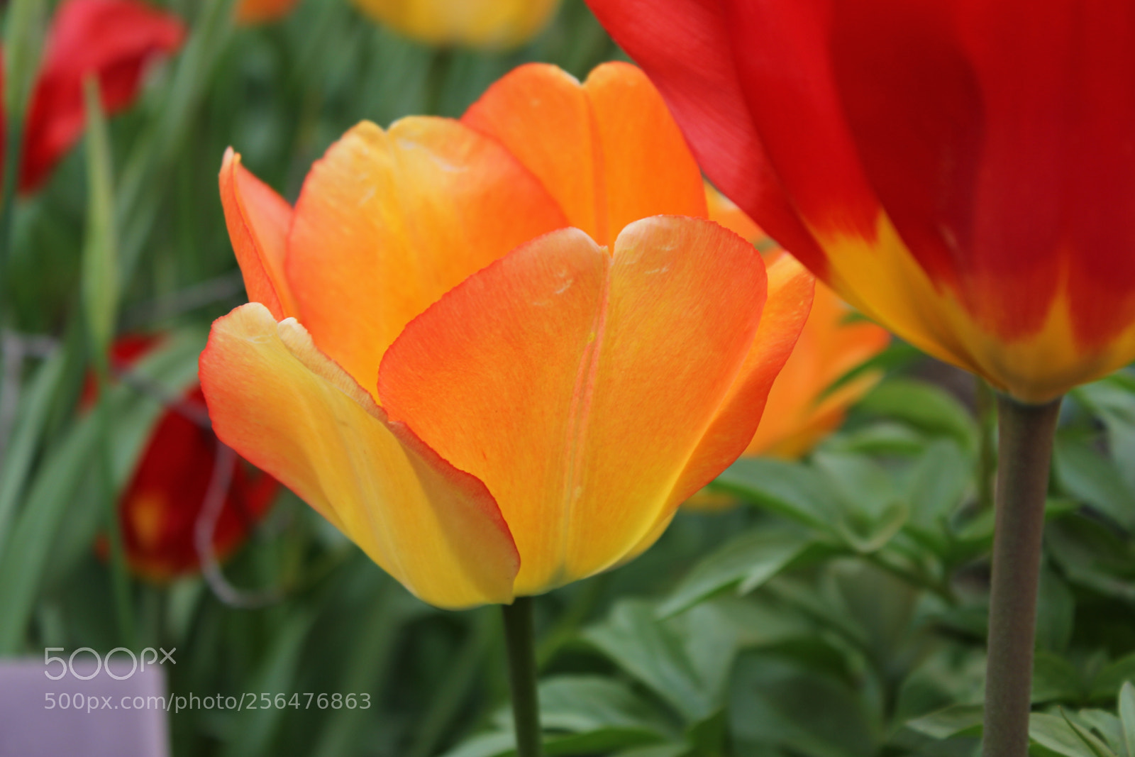 Canon EOS 550D (EOS Rebel T2i / EOS Kiss X4) sample photo. Tulips edward's gardens, toronto photography