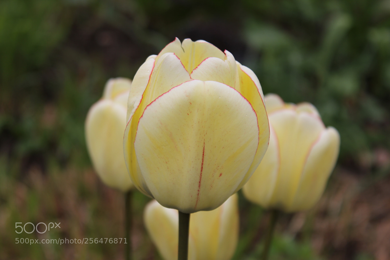 Canon EOS 550D (EOS Rebel T2i / EOS Kiss X4) sample photo. Tulips edward's gardens, toronto photography