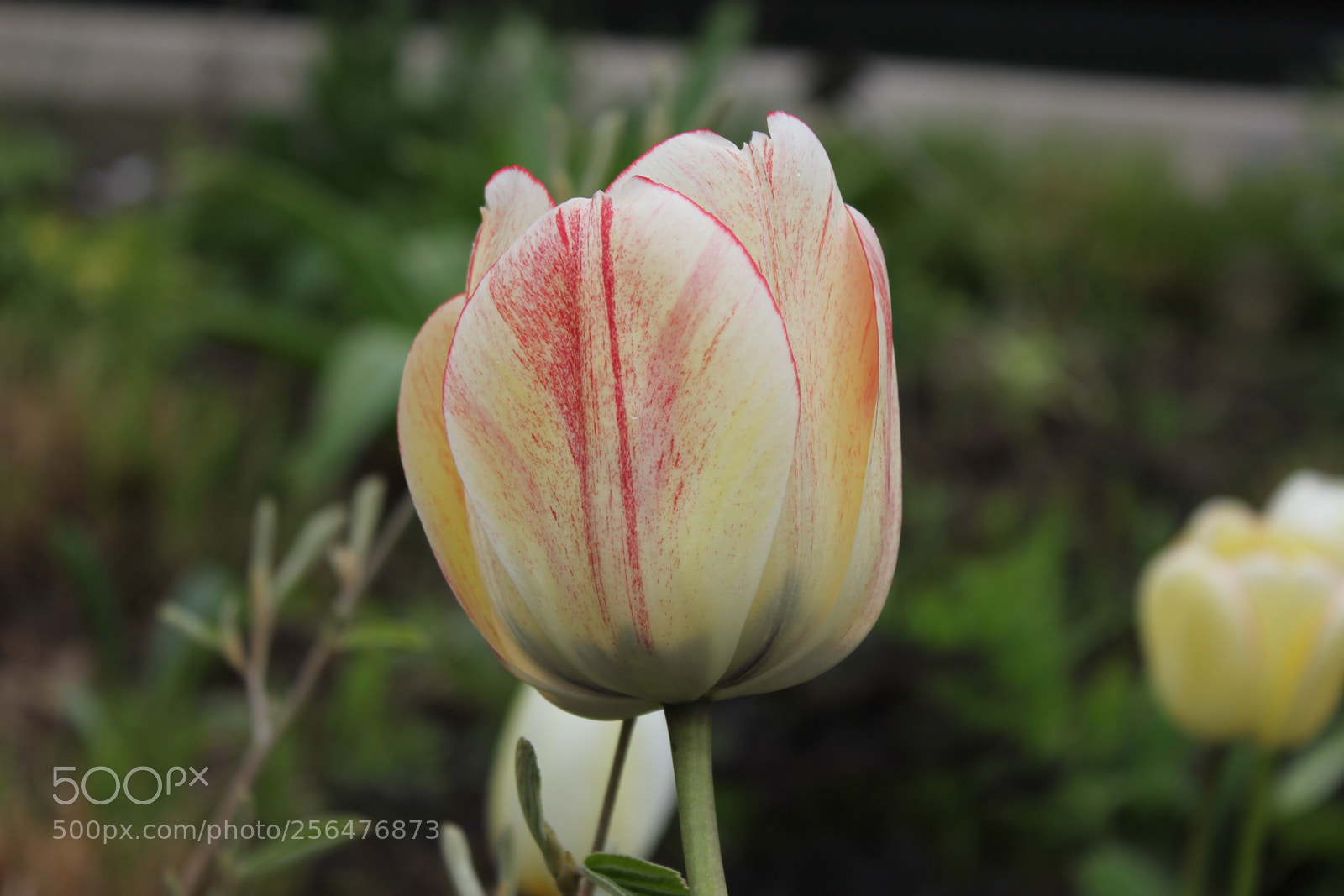 Canon EOS 550D (EOS Rebel T2i / EOS Kiss X4) sample photo. Tulips edward's gardens, toronto photography