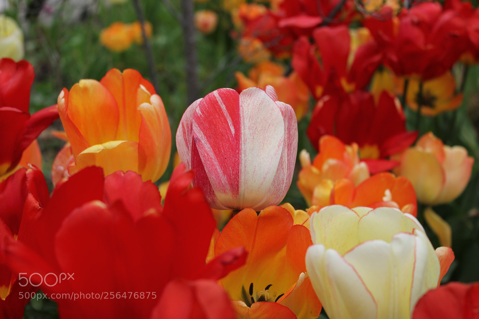 Canon EOS 550D (EOS Rebel T2i / EOS Kiss X4) sample photo. Tulips edward's gardens, toronto photography