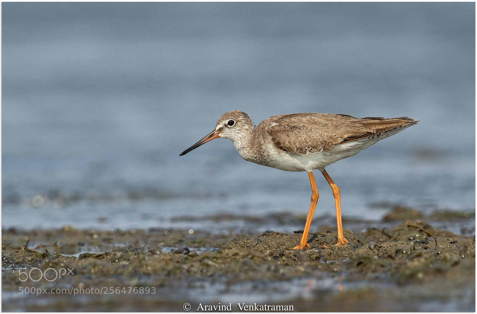 Canon EOS 7D Mark II sample photo. Common redshank photography