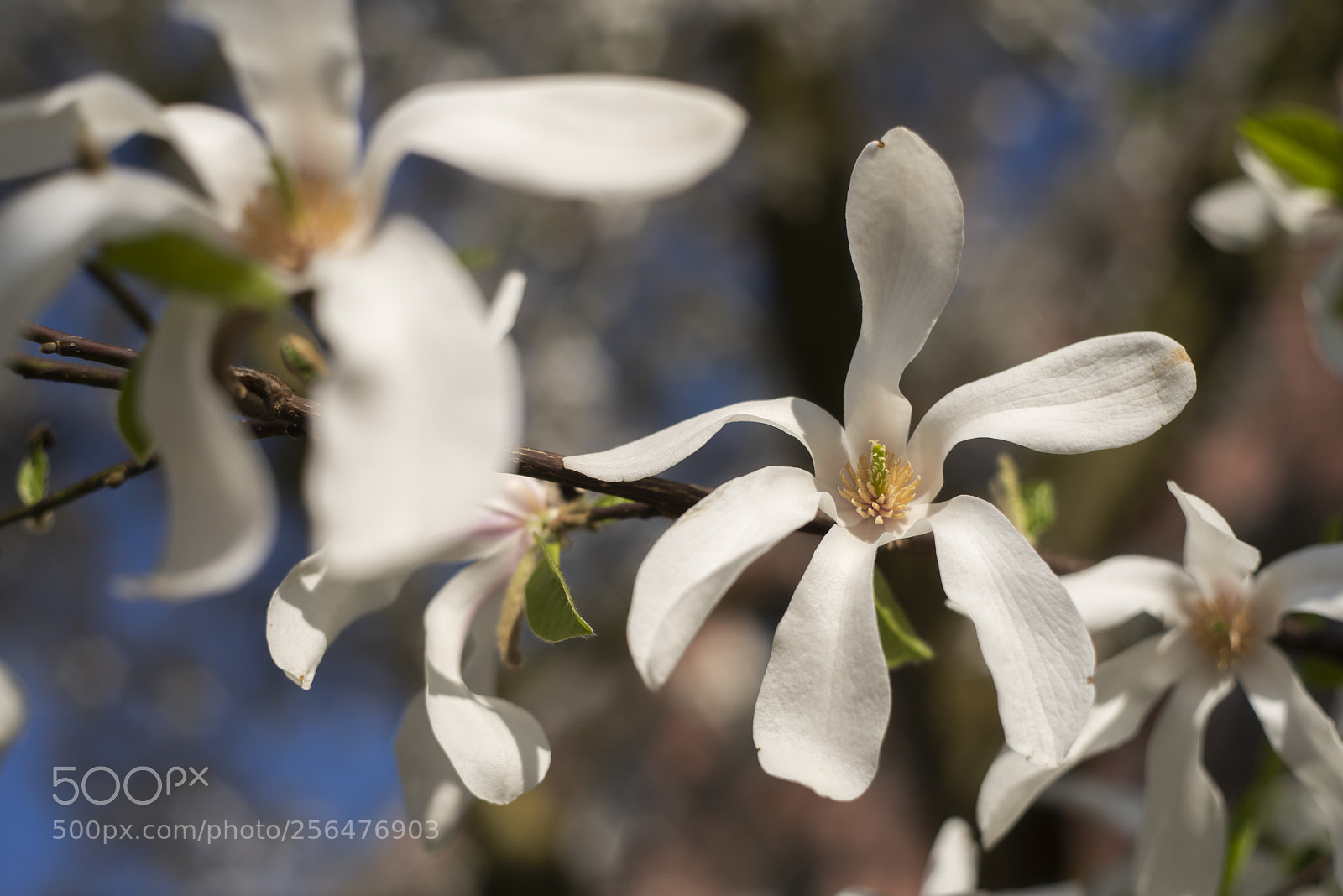 Nikon D610 sample photo. Flowers' queve :) photography