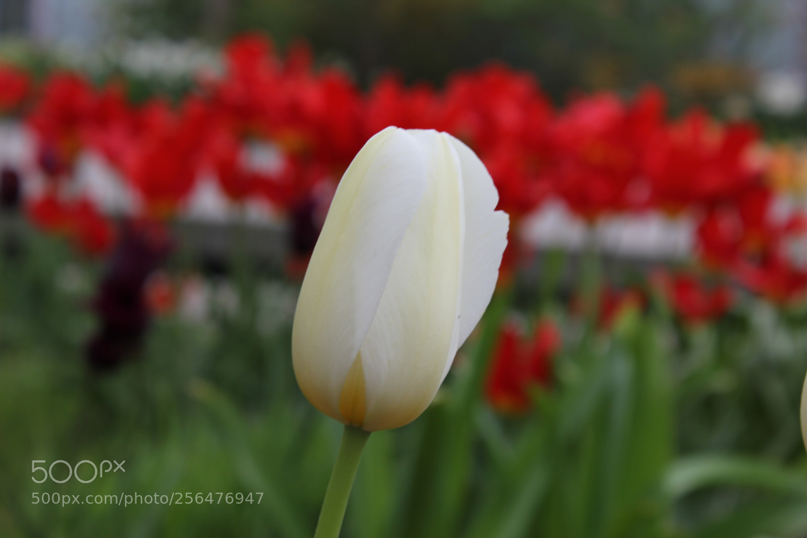 Canon EOS 550D (EOS Rebel T2i / EOS Kiss X4) sample photo. Tulips edward's gardens, toronto photography