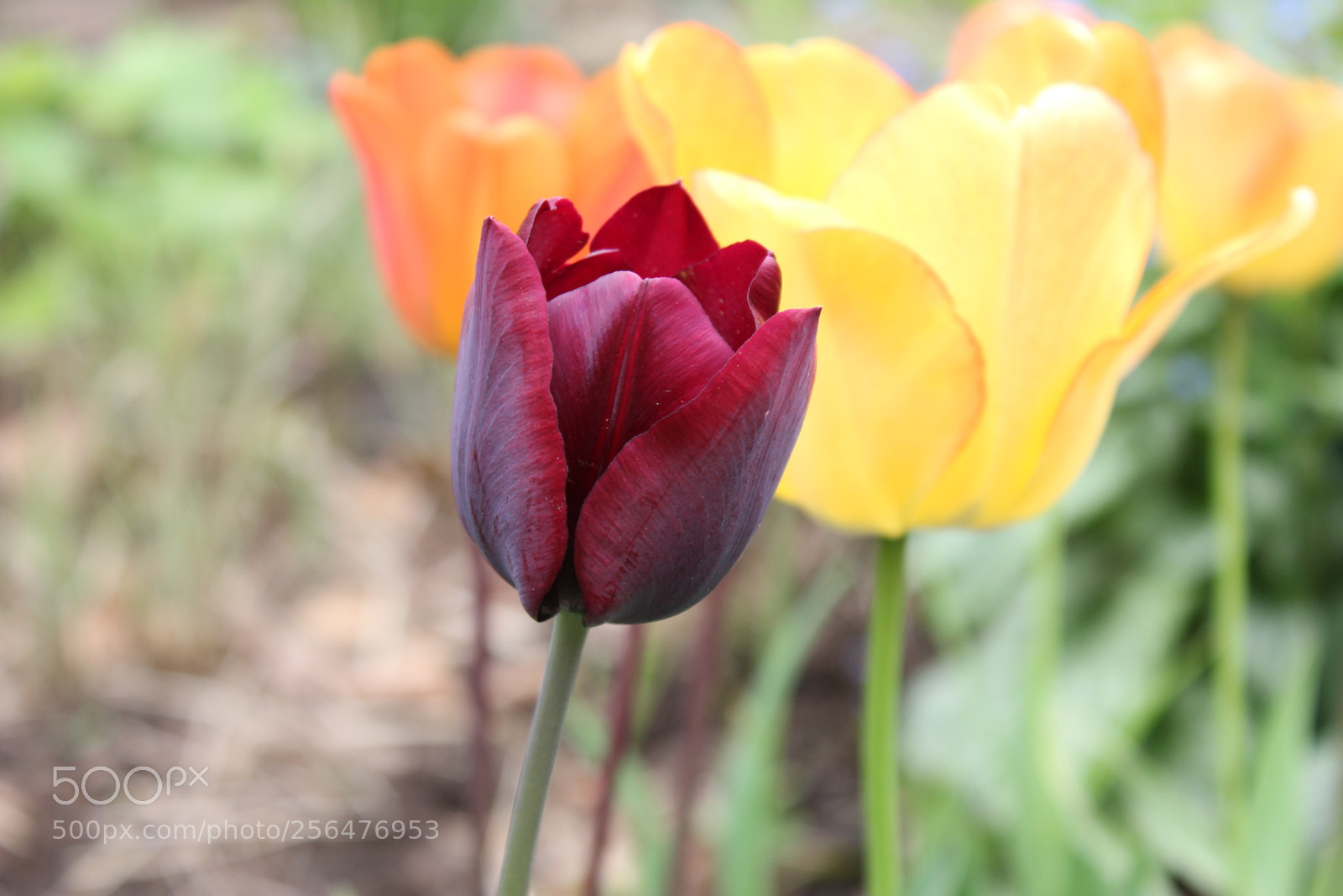 Canon EOS 550D (EOS Rebel T2i / EOS Kiss X4) sample photo. Tulips edward's gardens, toronto photography