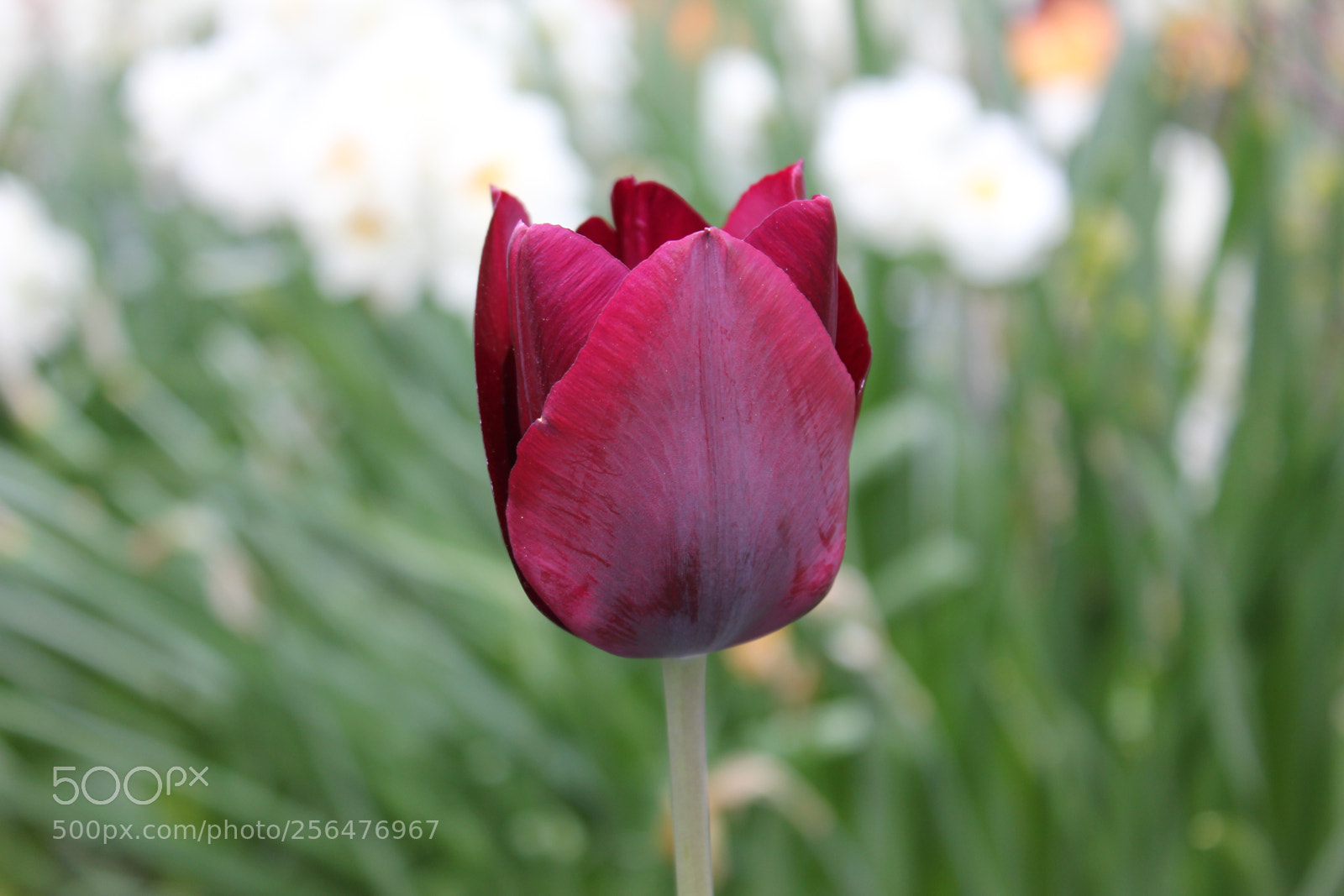 Canon EOS 550D (EOS Rebel T2i / EOS Kiss X4) sample photo. Tulips edward's gardens, toronto photography