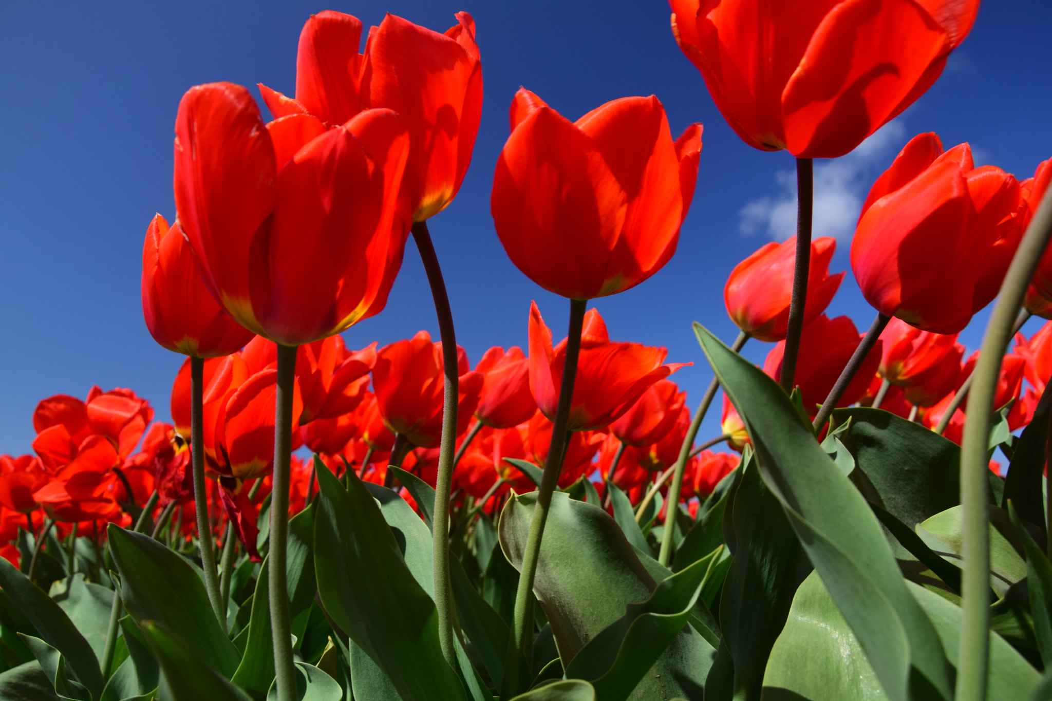 Nikon D5300 sample photo. Red tulips & blue sky photography