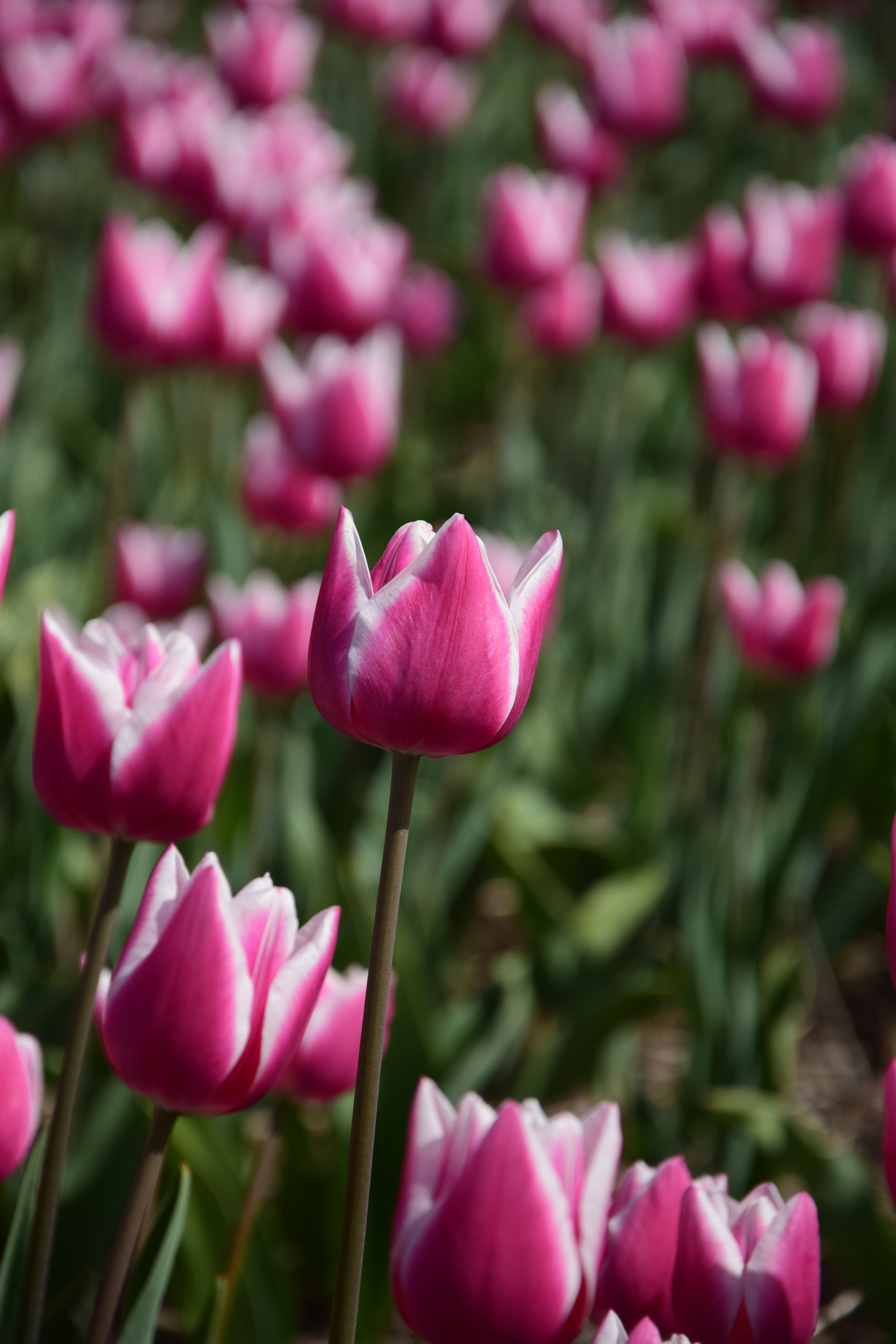 Nikon D5300 sample photo. Tulip / springtime 2018 photography