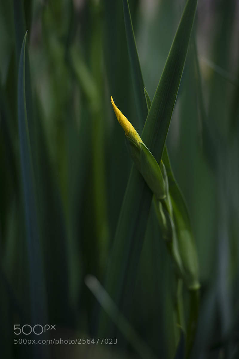 Nikon D850 sample photo. *** photography