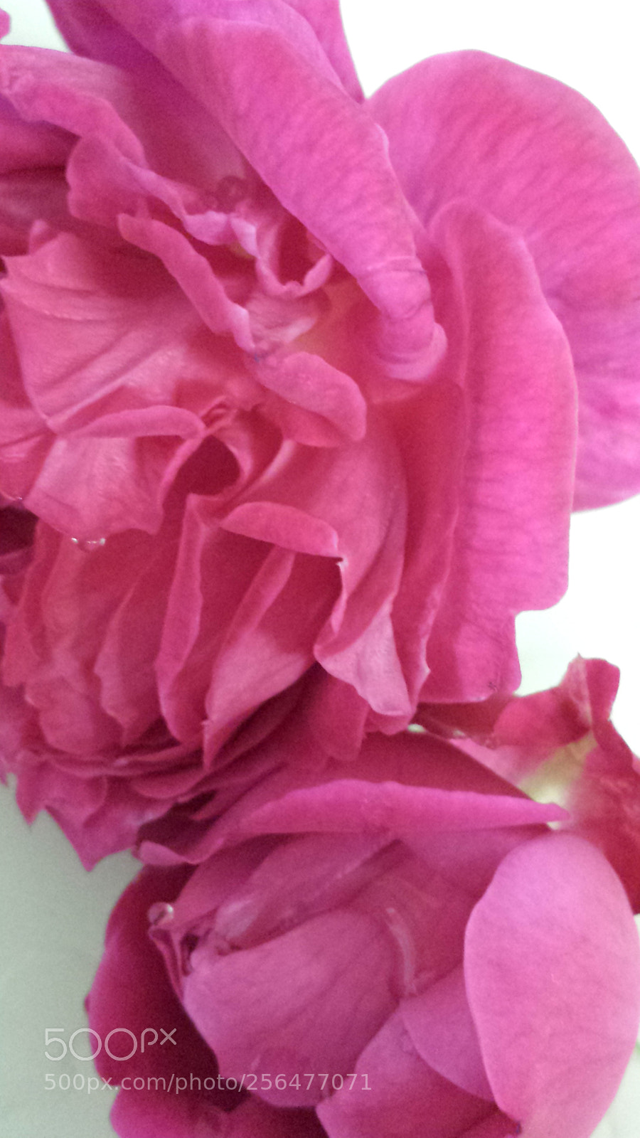 Samsung Galaxy S4 sample photo. Bella photography