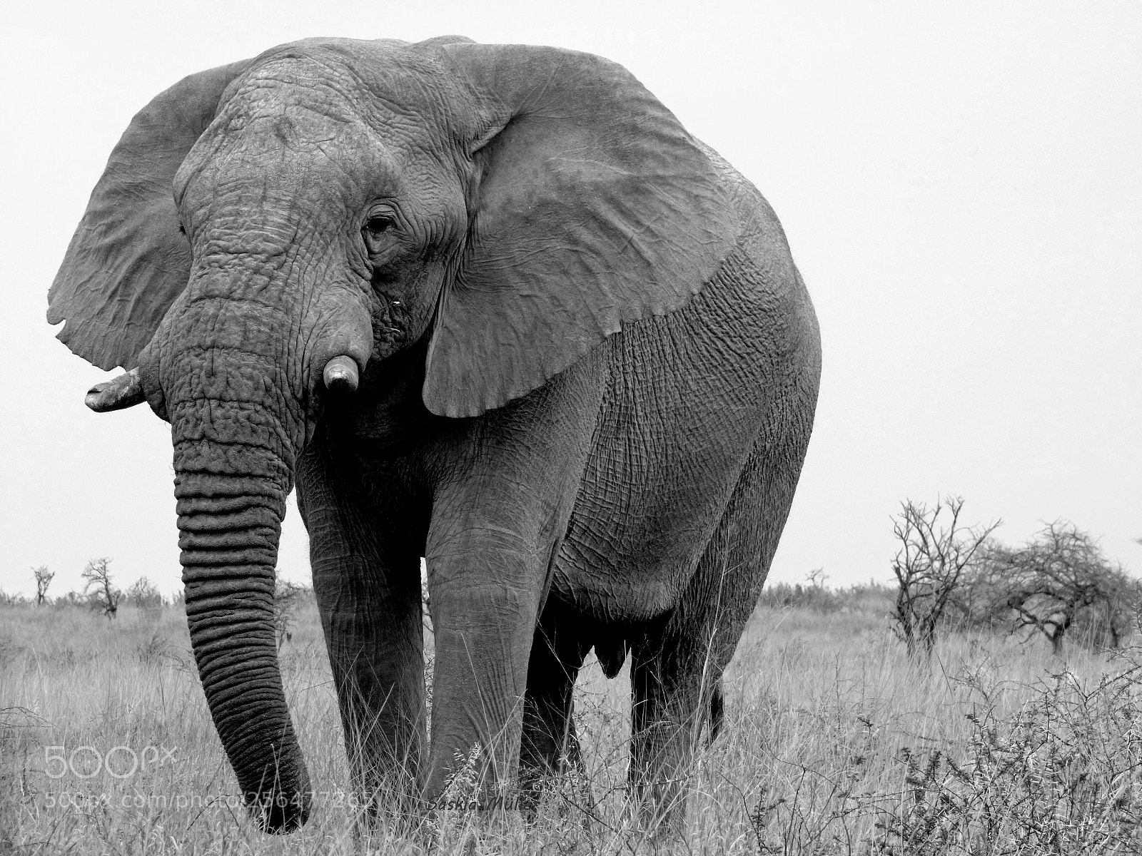 Panasonic DMC-FZ72 sample photo. African elephant photography