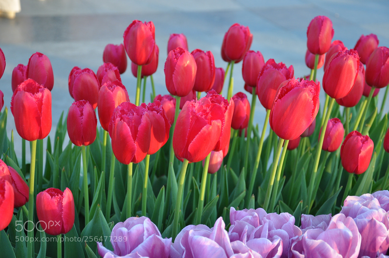 Nikon D90 sample photo. Red & purple tulips photography