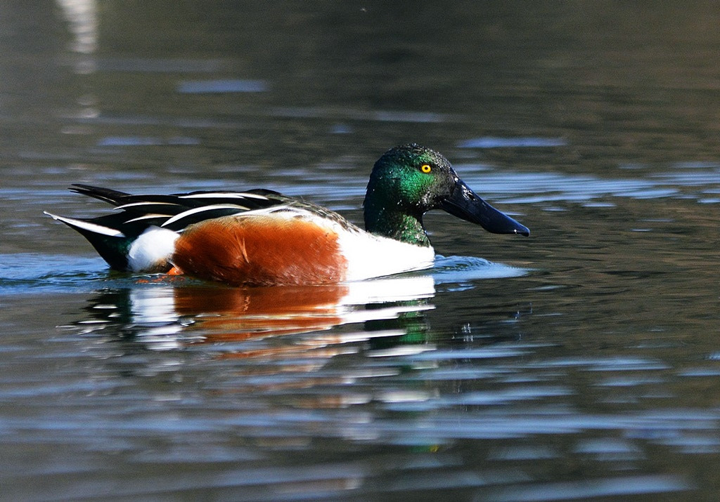 Nikon D7100 + Sigma 150-500mm F5-6.3 DG OS HSM sample photo. Canard souchet spatula clypeata - northern shoveler photography