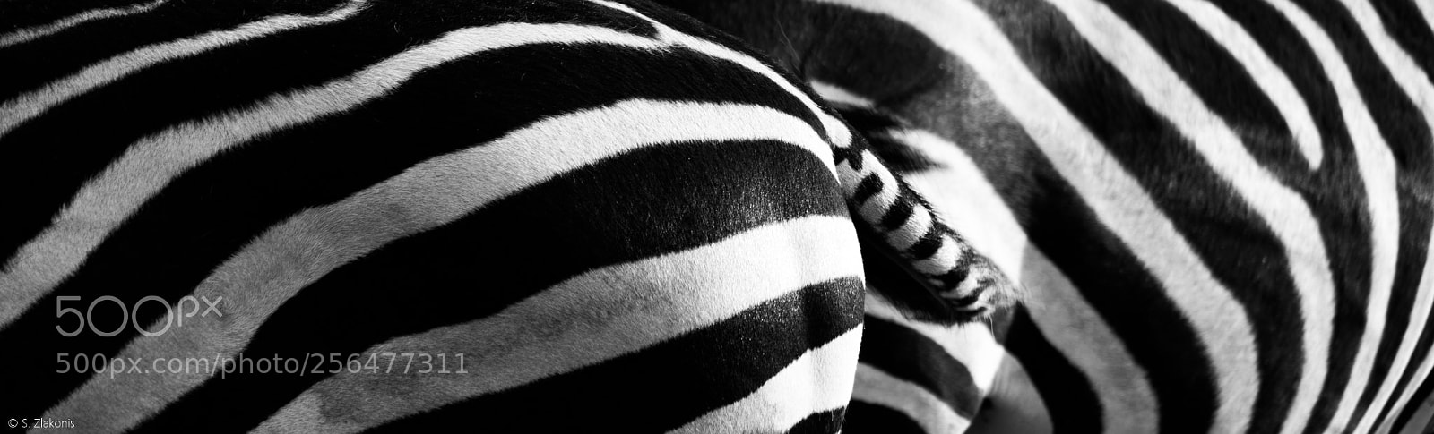 Nikon D7200 sample photo. Zebra2 photography
