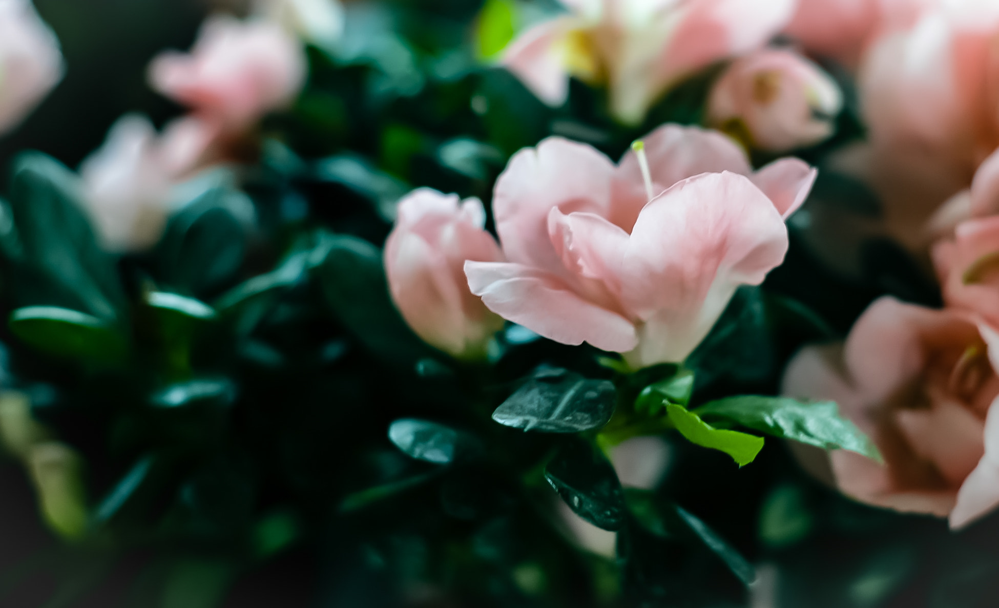 Canon EOS-1D sample photo