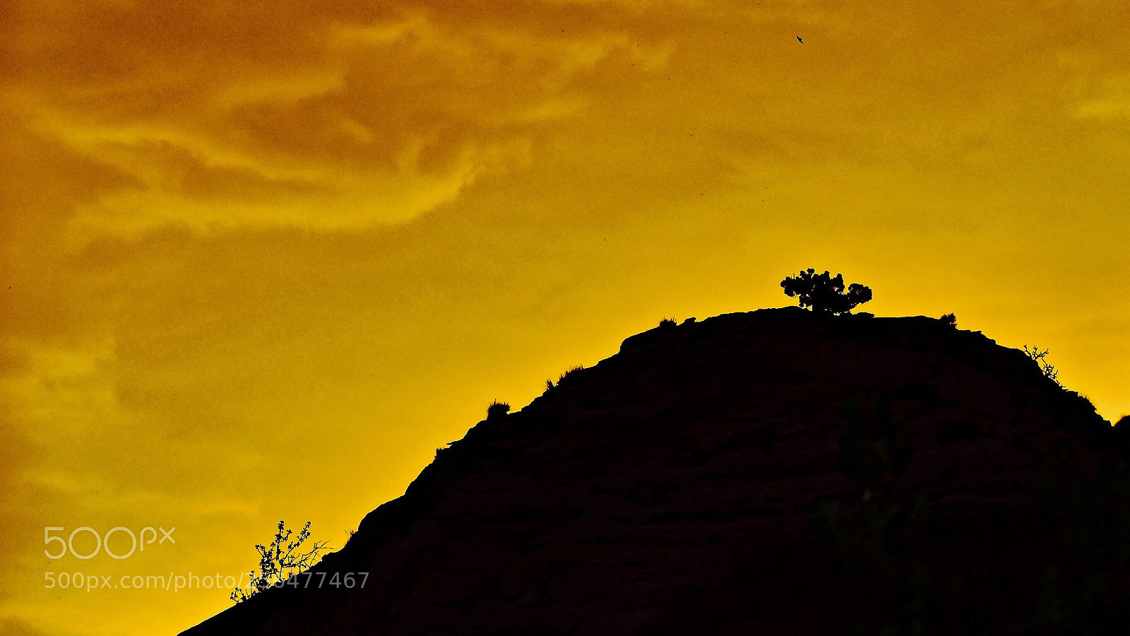 Nikon D5500 sample photo. Isolation photography