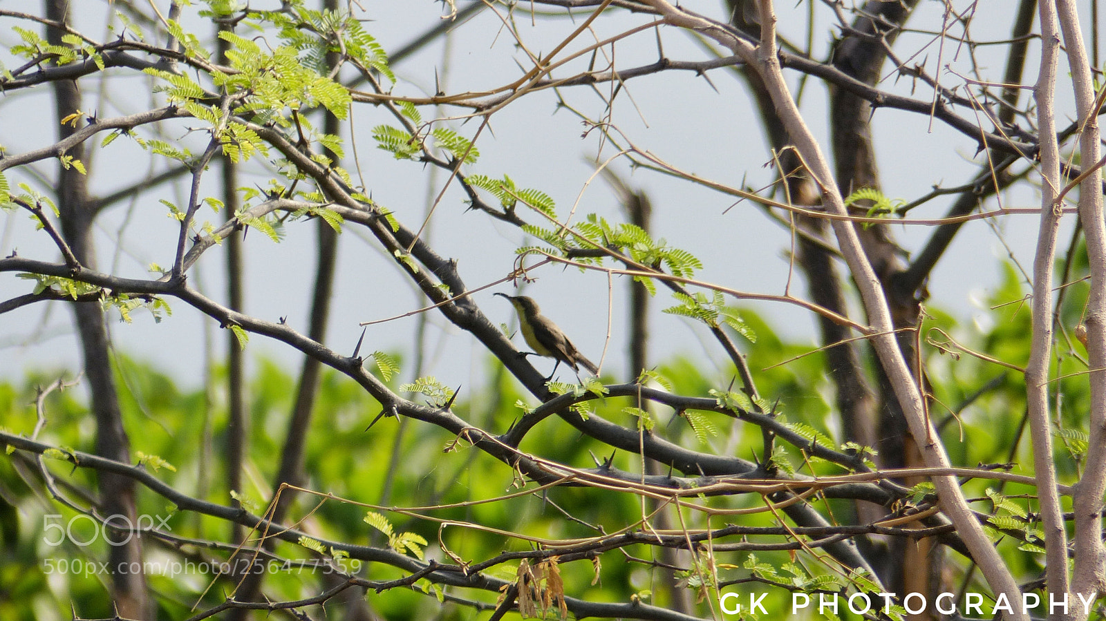 Panasonic Lumix DMC-FZ200 sample photo. Bird in thones photography