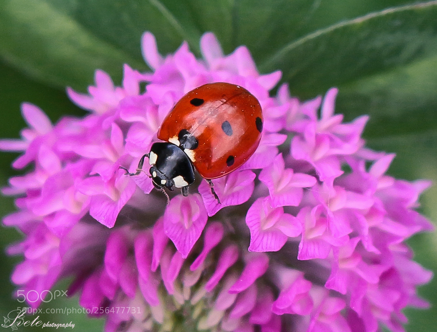 Canon EOS 700D (EOS Rebel T5i / EOS Kiss X7i) sample photo. Ladybug photography