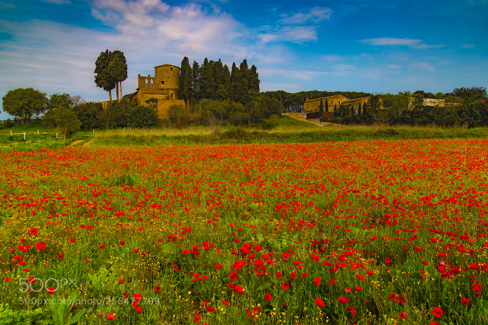 Nikon D610 sample photo. Peratallada amapolas photography