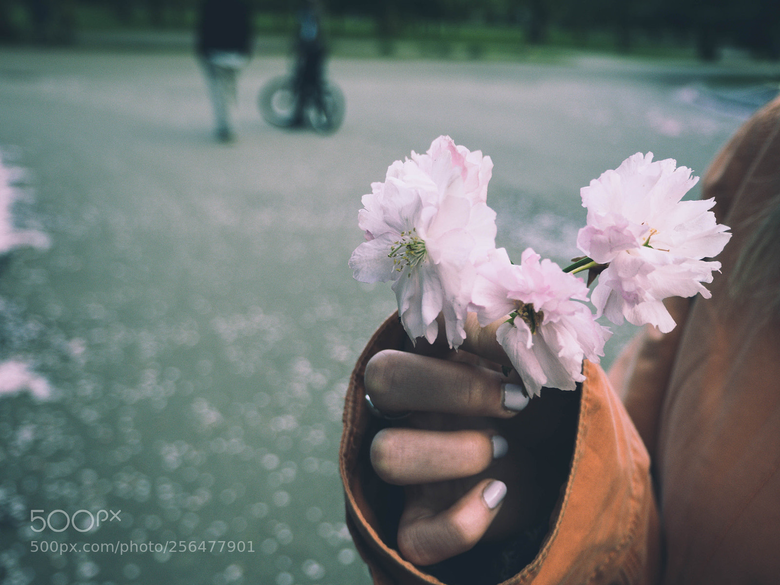 Olympus OM-D E-M10 II sample photo. Blossom photography