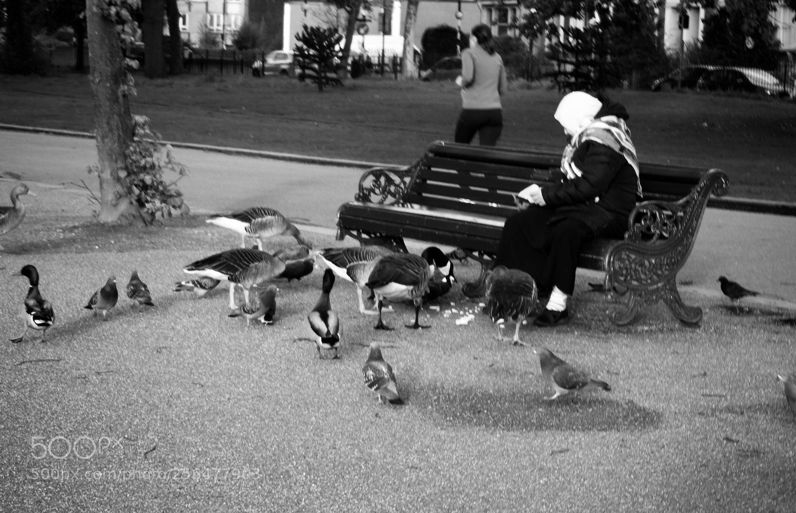 Olympus OM-D E-M10 II sample photo. Birds photography