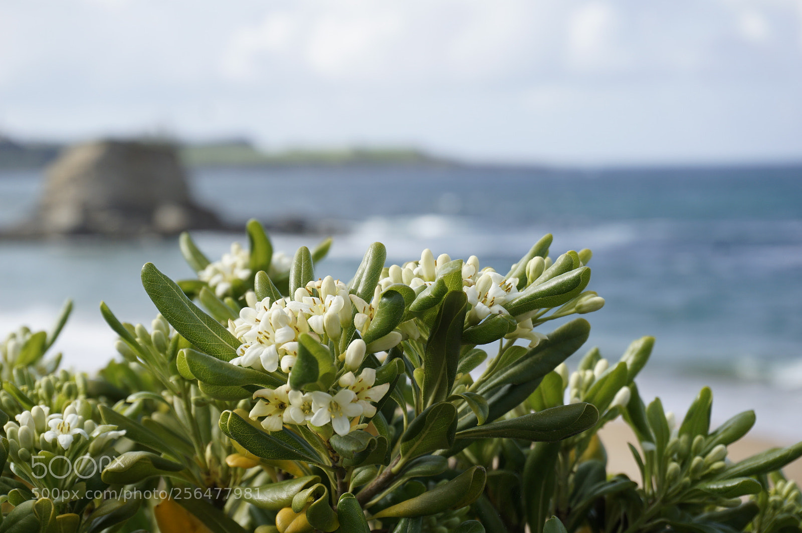 Sony a6000 sample photo. Primavera photography