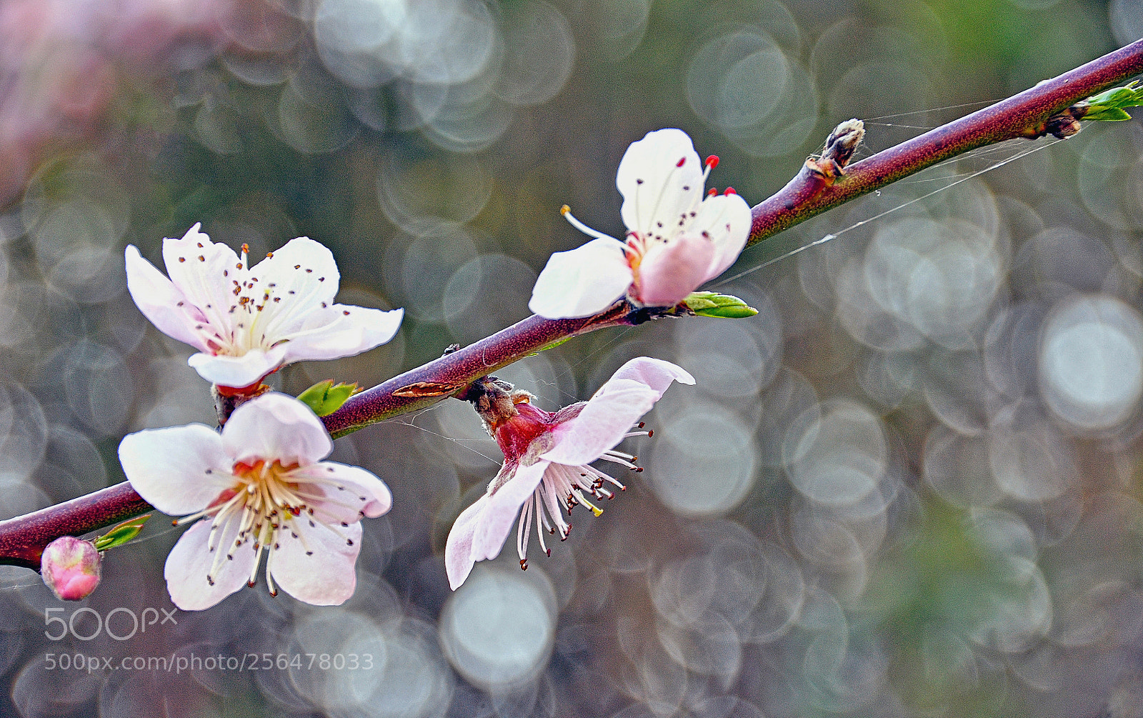 Nikon D90 sample photo. Springtime :) photography