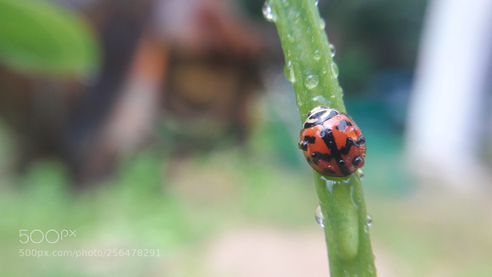 Samsung Galaxy J7 sample photo. Ladybug after rain photography