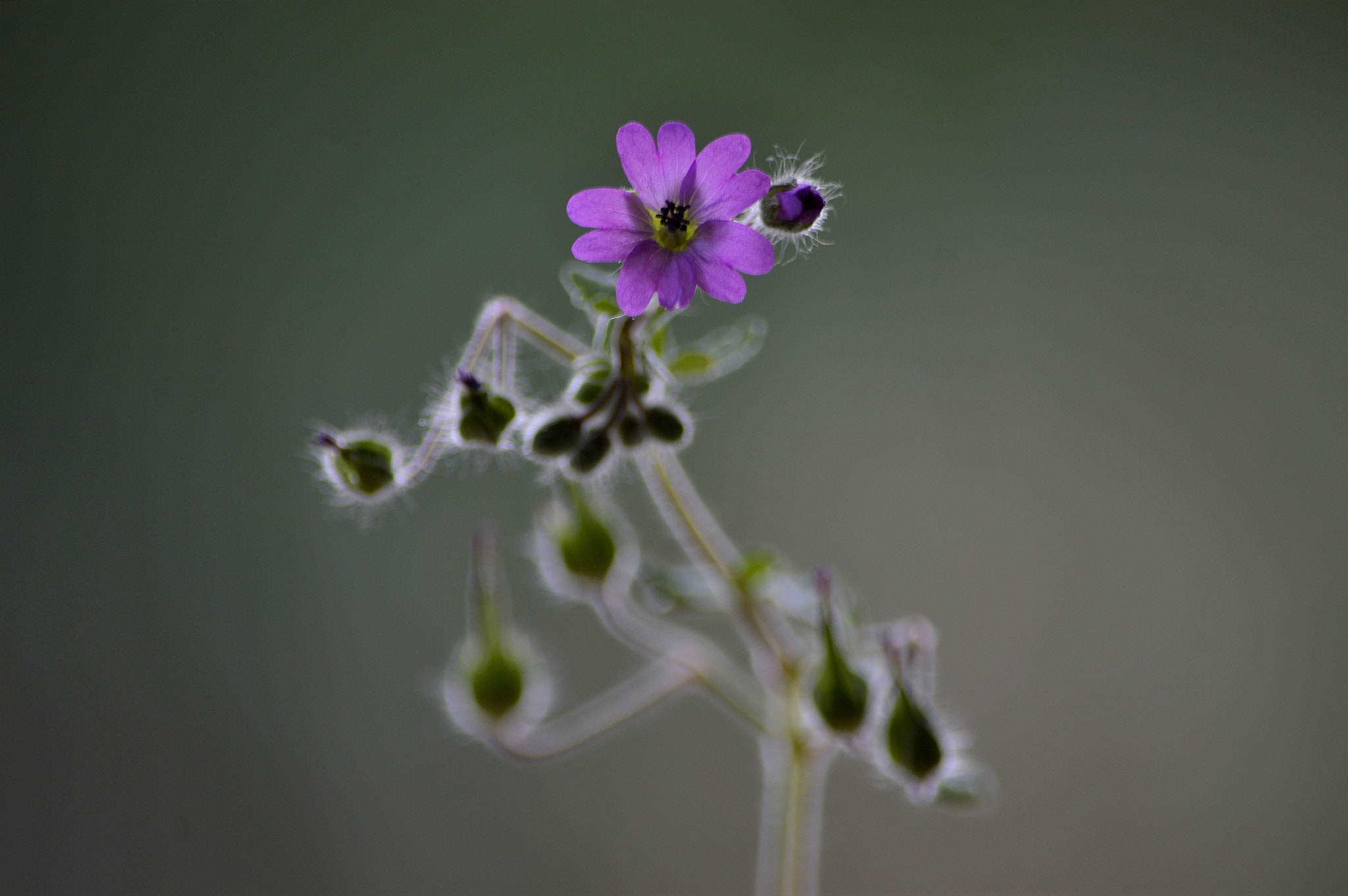 Nikon D3200 sample photo. Wildflower photography