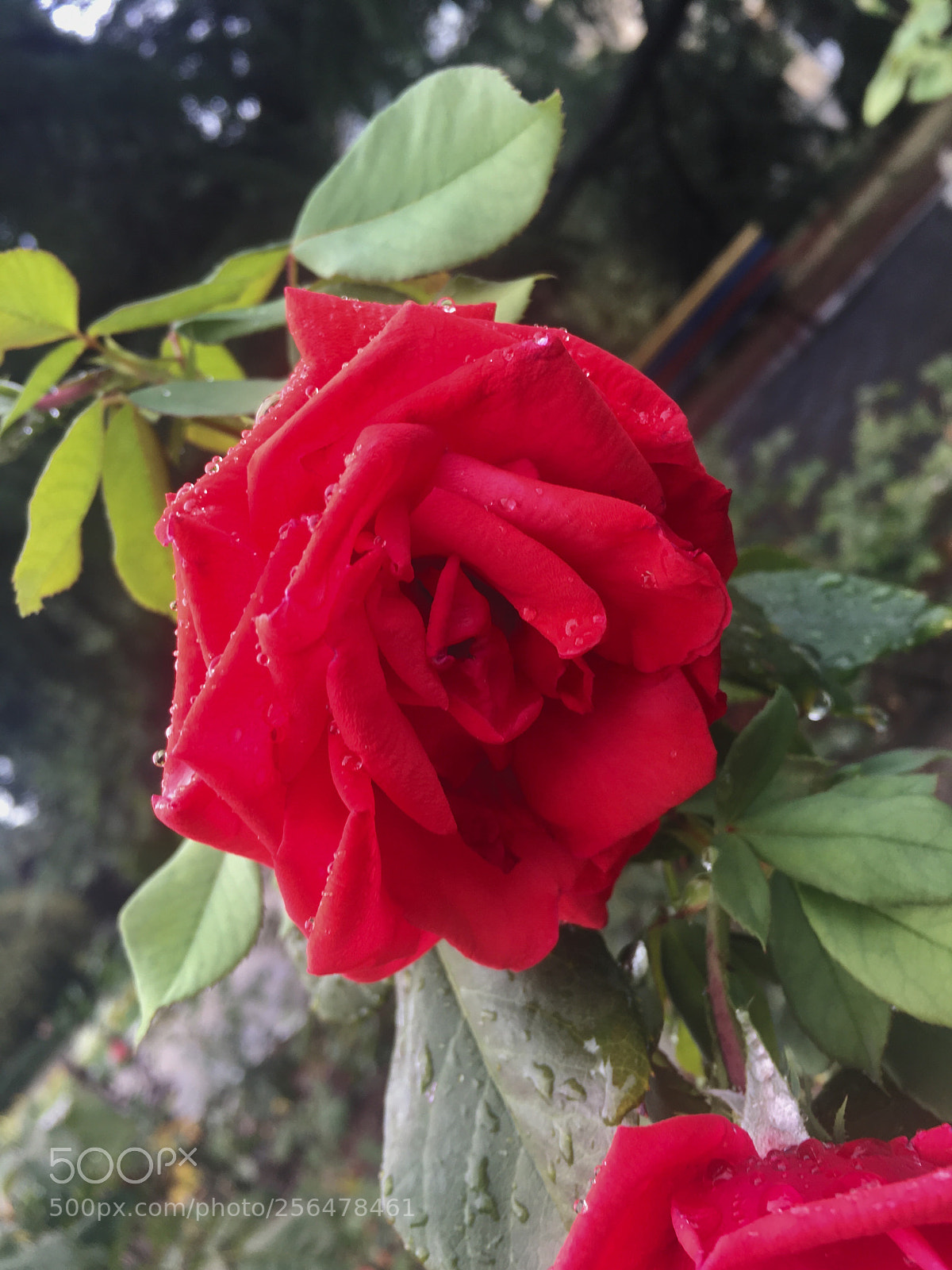Apple iPhone 6s sample photo. Untitled photography