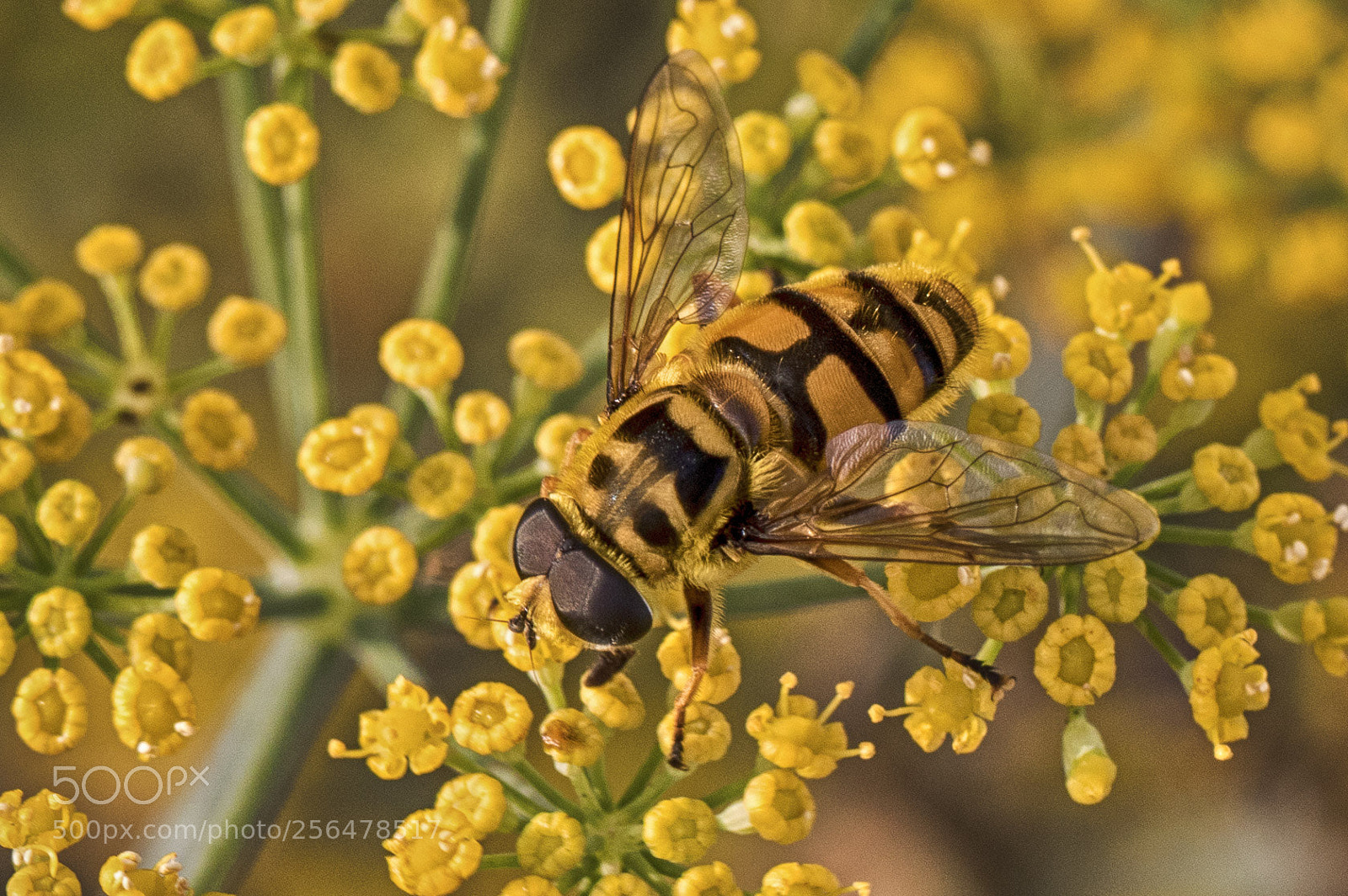 Canon EOS 7D Mark II sample photo. In the garden photography