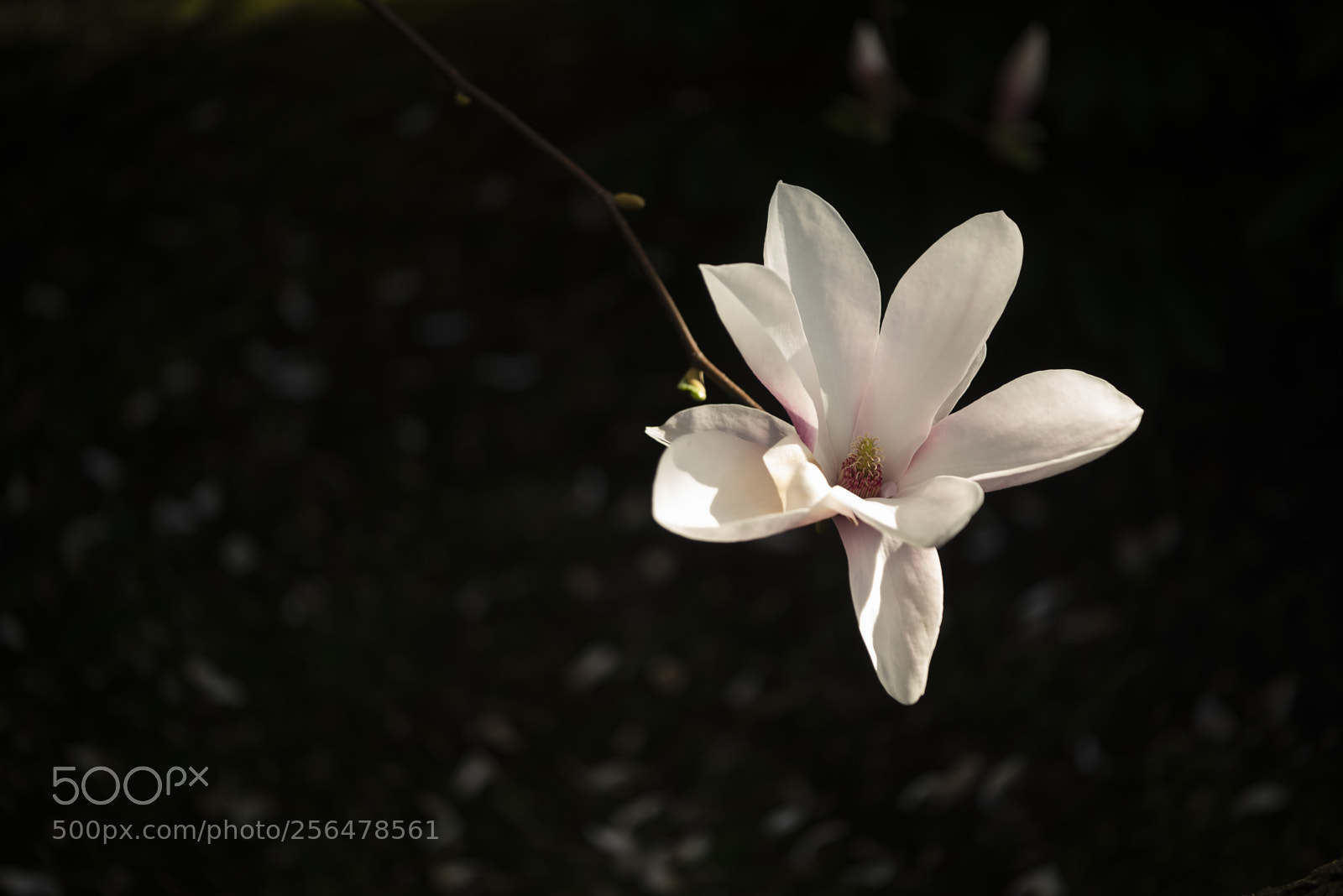 Nikon D610 sample photo. Single in.. photography