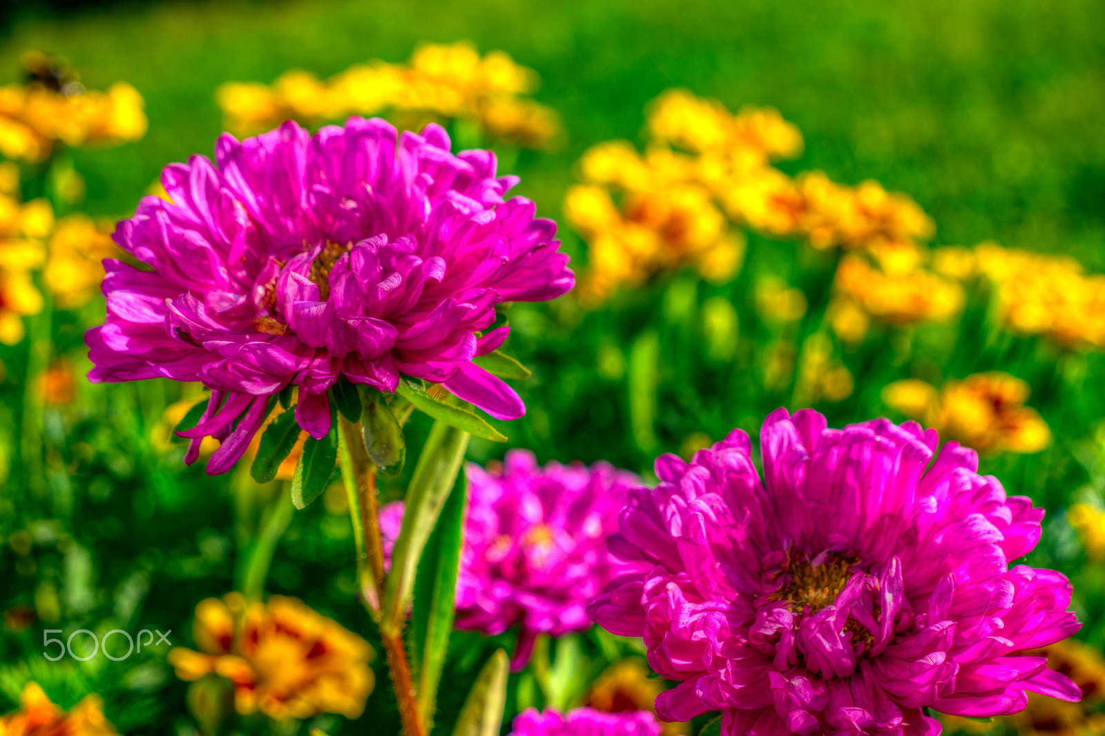 Samsung NX500 sample photo. Flowers in blossom photography