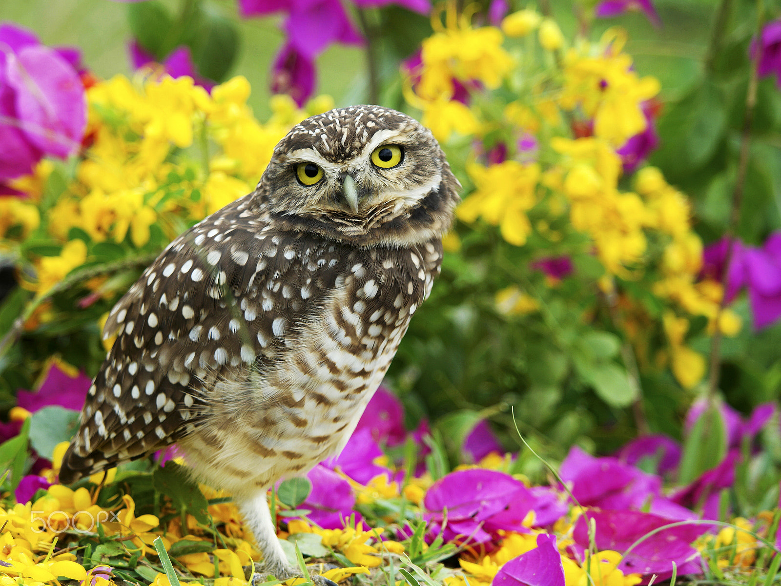 Samsung NX1 sample photo. Owl portrait! photography
