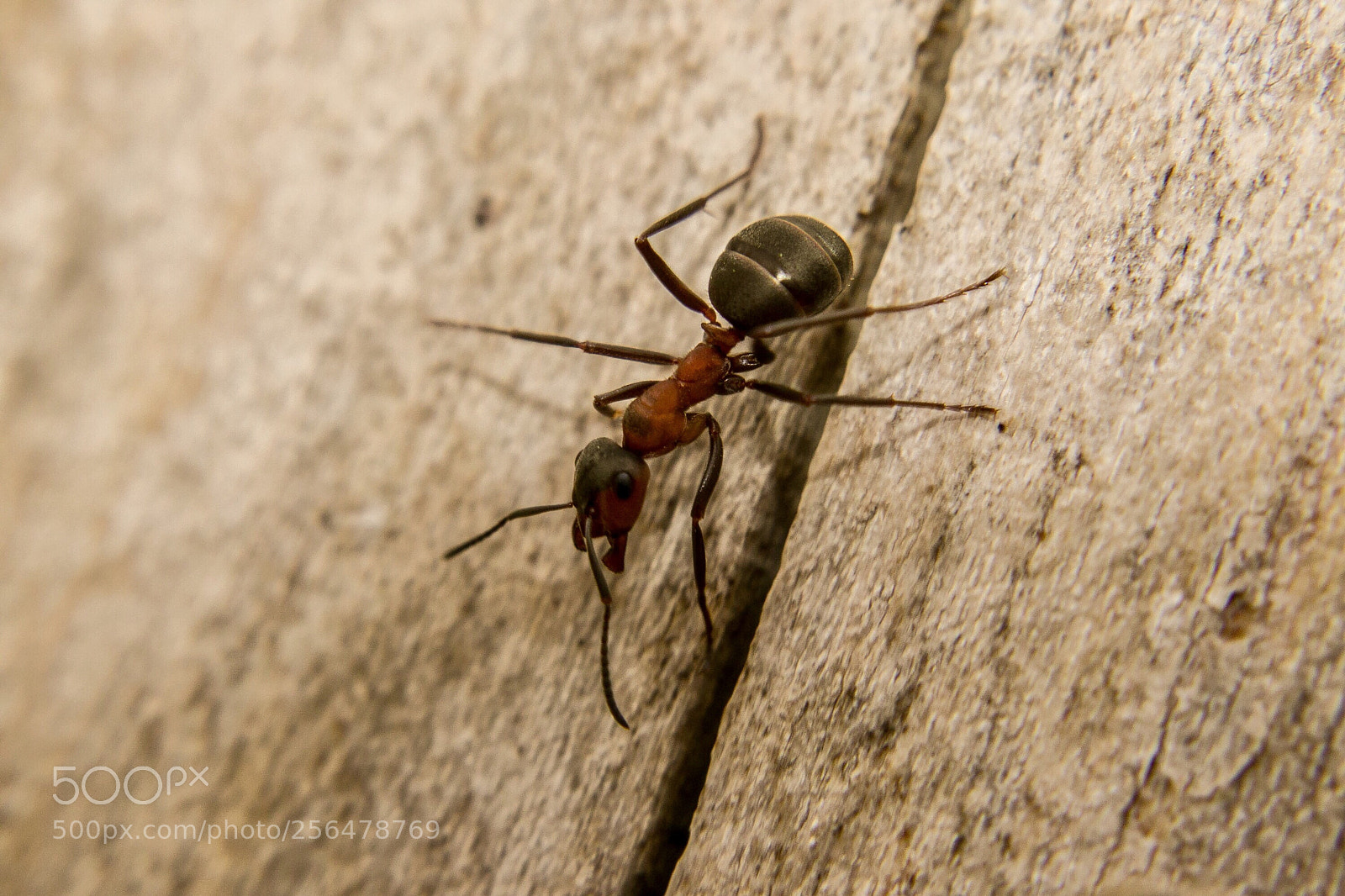 Canon EOS 80D sample photo. The ant photography