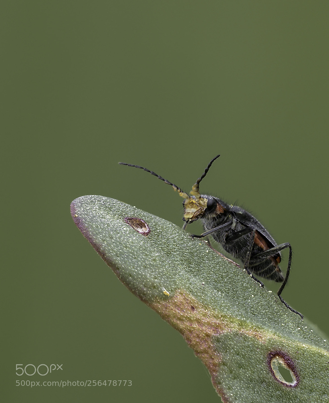 Olympus OM-D E-M1 Mark II sample photo. Cantharis fusca photography