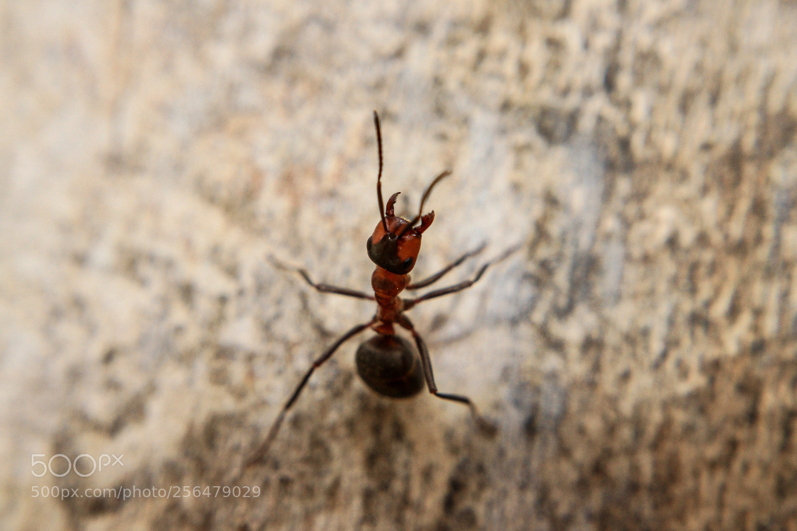 Canon EOS 80D sample photo. Untitled photography