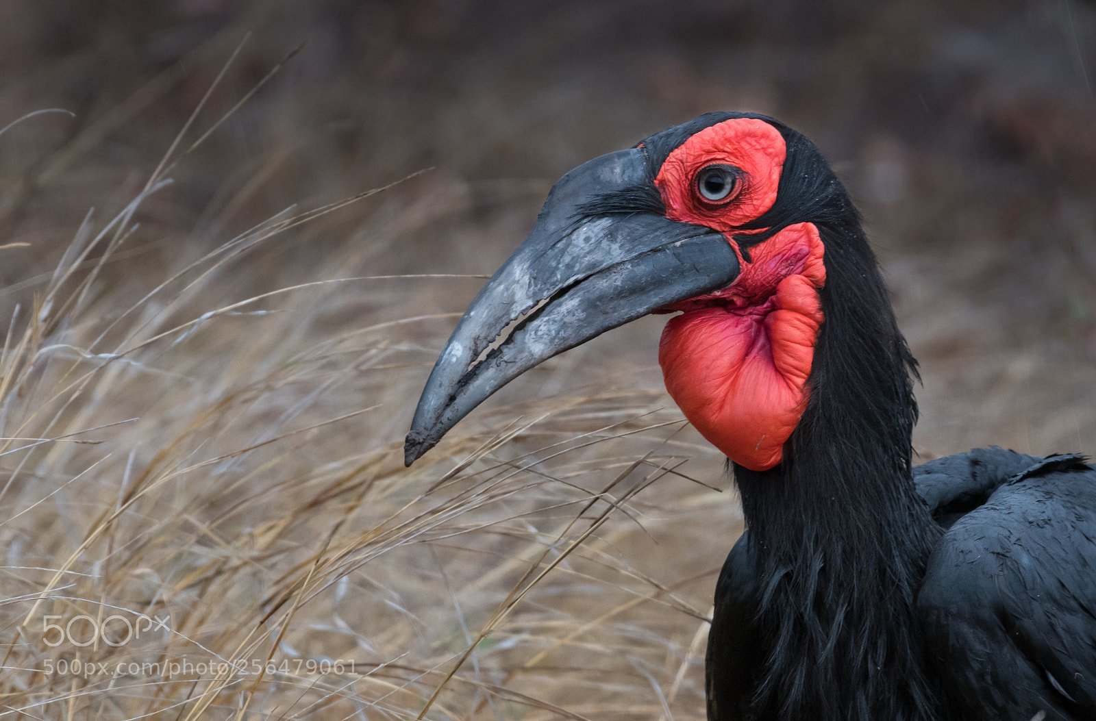 Nikon D500 sample photo. Ground hornbill photography