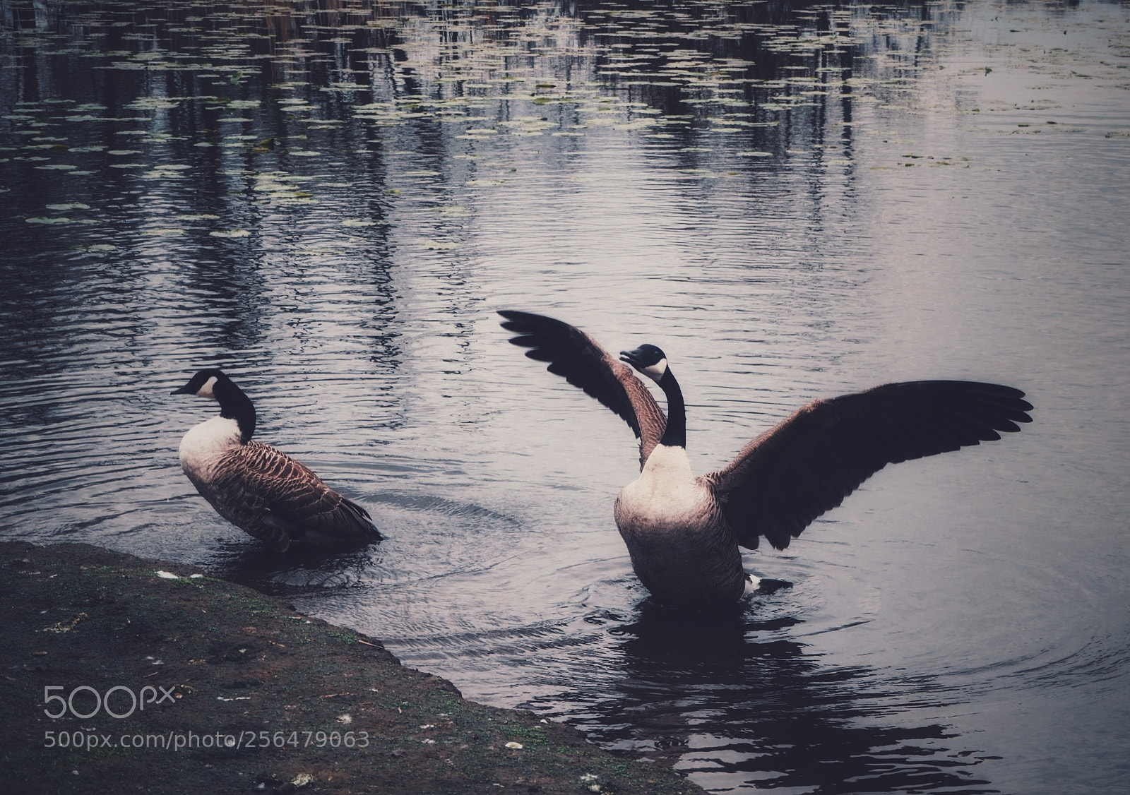 Olympus PEN E-PL7 sample photo. Lakeside photography