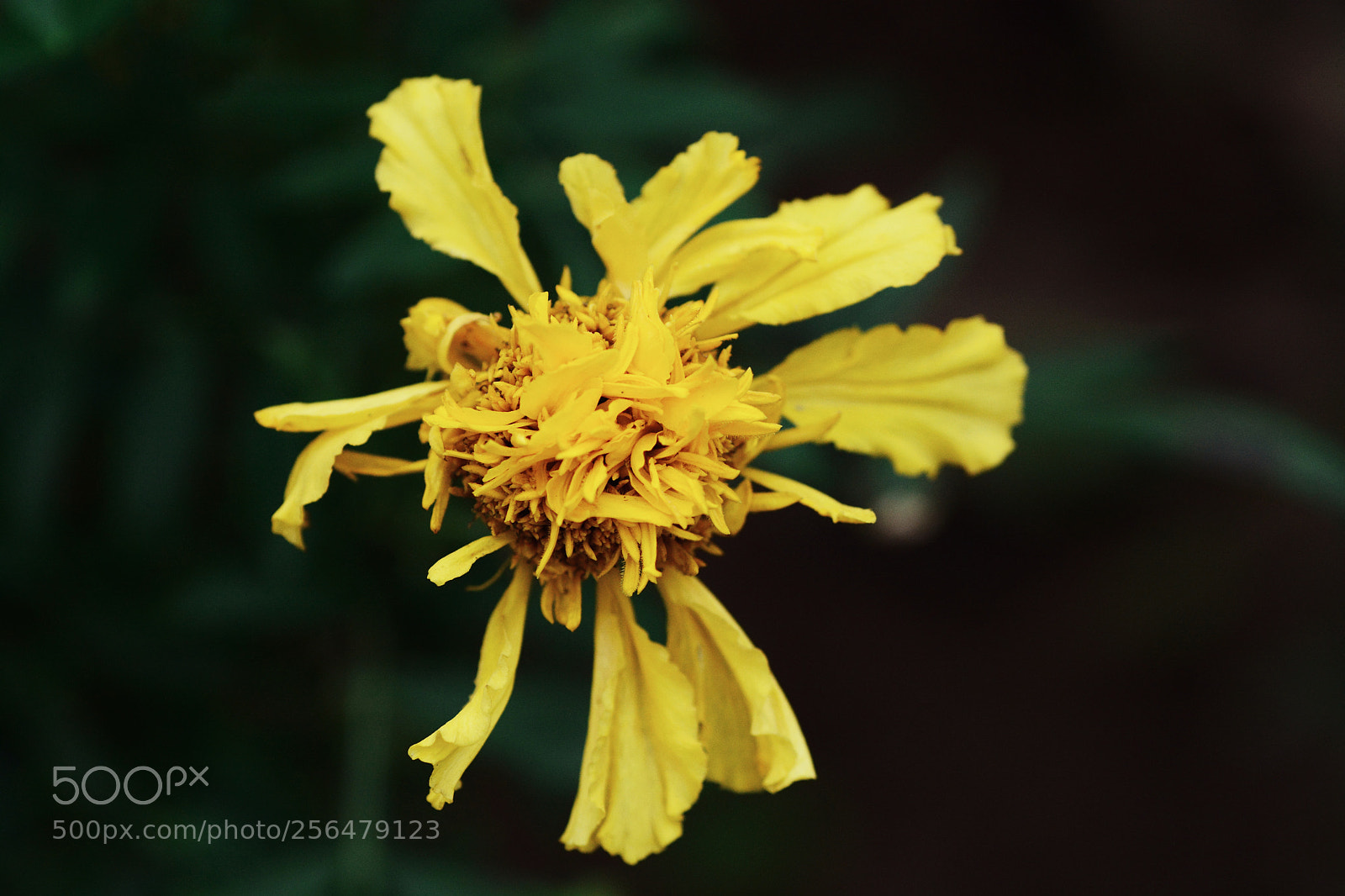 Nikon D7100 sample photo. Untitled photography