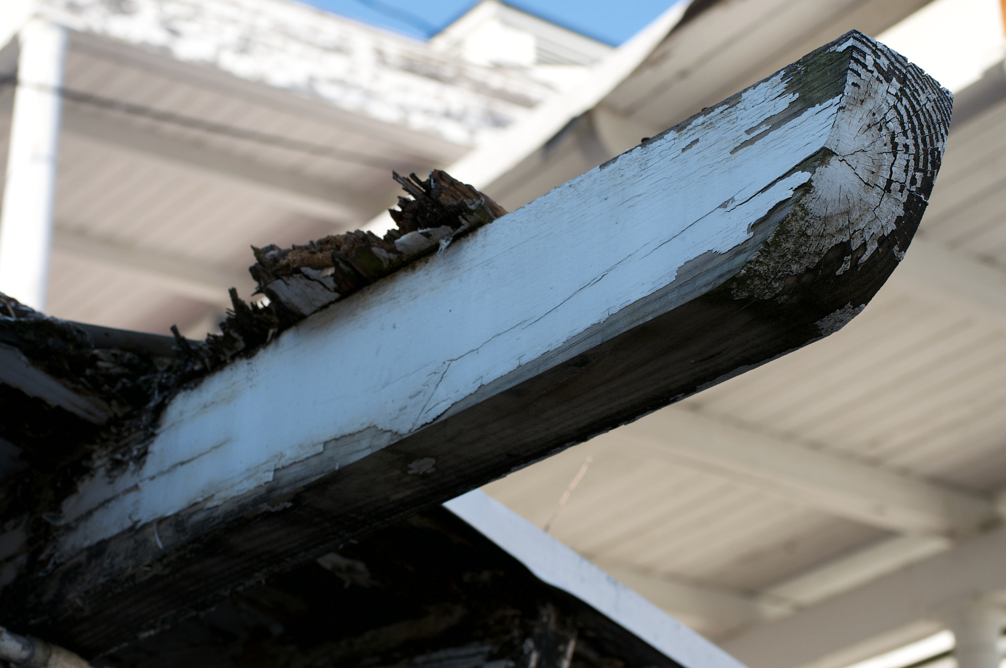 Nikon D5000 sample photo. Life and death in a motel photography